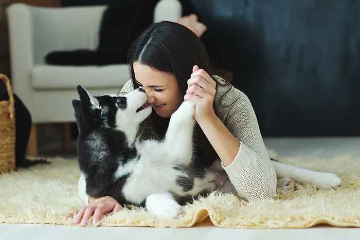 Young woman getting licked on the nose by a husky puppy, as they cuddle together on a sheepskin rug in her home in Fargo, ND