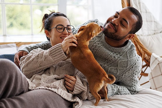 Cheerful couple lounging in bed with their chihuahua, knowing their home is protected with flood insurance