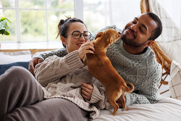 Cheerful couple lounging in bed with their chihuahua, knowing their home is protected with flood insurance